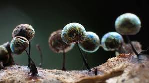 Attēlu rezultāti vaicājumam “Lamproderma elasticum”