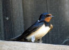 Attēlu rezultāti vaicājumam “Hirundo rustica adult”