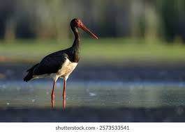 Attēlu rezultāti vaicājumam “Ciconia nigra”