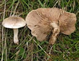 Attēlu rezultāti vaicājumam “Lepista sp.”