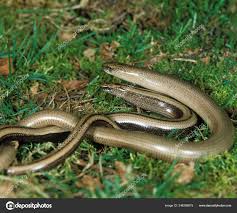 Attēlu rezultāti vaicājumam “Anguis fragilis adult”