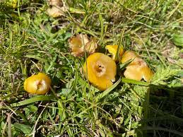 Attēlu rezultāti vaicājumam “Hygrocybe acutoconica”