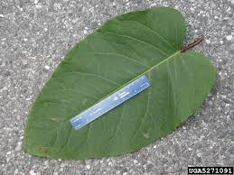 Attēlu rezultāti vaicājumam “Reynoutria sachalinensis leaf”