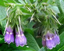 Attēlu rezultāti vaicājumam “Symphytum officinale flower”