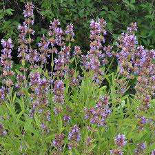 Image result for Salbei