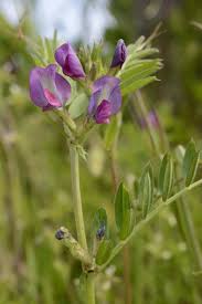Attēlu rezultāti vaicājumam “Vicia sativa”