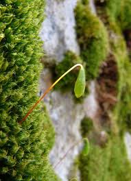 Attēlu rezultāti vaicājumam “Bryum capillare”