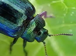 Attēlu rezultāti vaicājumam “Linaeidea aenea”