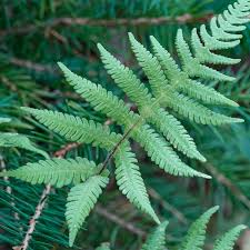 Attēlu rezultāti vaicājumam “Phegopteris connectilis”