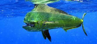 Image result for Coryphaena hippurus