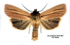 Attēlu rezultāti vaicājumam “Mythimna impura”