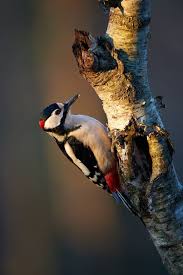 Attēlu rezultāti vaicājumam “Dendrocopos major male”