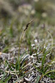 Attēlu rezultāti vaicājumam “Carex ericetorum”