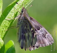 Attēlu rezultāti vaicājumam “Carcharodus floccifera”