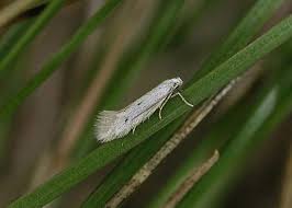 Attēlu rezultāti vaicājumam “Elachista argentella”