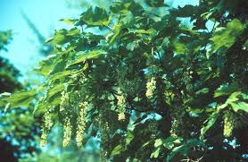 Attēlu rezultāti vaicājumam “Acer pseudoplatanus fo. purpurascens flower”