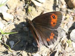 Attēlu rezultāti vaicājumam “Erebia aethiops underside”
