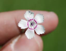 Attēlu rezultāti vaicājumam “Dianthus deltoides bud”