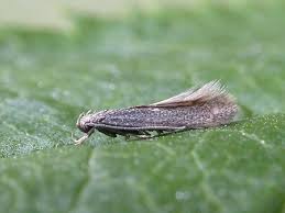 Attēlu rezultāti vaicājumam “Cephaloziella elachista”