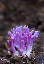 Attēlu rezultāti vaicājumam “Ramariopsis pulchella”