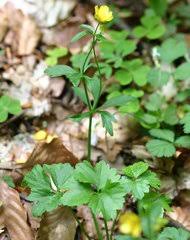 Attēlu rezultāti vaicājumam “Batrachium circinatum flower”