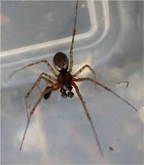 Attēlu rezultāti vaicājumam “Neriene montana”