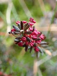 Attēlu rezultāti vaicājumam “Empetrum nigrum flower”