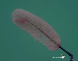 Attēlu rezultāti vaicājumam “Stemonitopsis gracilis”