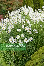 Image result for Leucanthemella serotina
