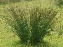 Attēlu rezultāti vaicājumam “Juncus inflexus”