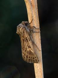 Attēlu rezultāti vaicājumam “Tholera decimalis male”