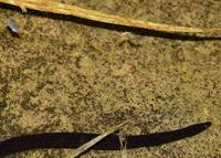 Attēlu rezultāti vaicājumam “Haemopis sanguisuga”