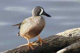 Image result for Anas discors