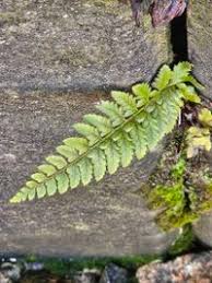 Attēlu rezultāti vaicājumam “Polystichum aculeatum”