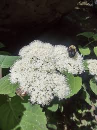 Attēlu rezultāti vaicājumam “Hydrangea arborescens subsp. discolor flower”