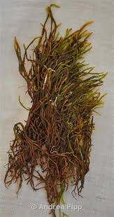 Attēlu rezultāti vaicājumam “Calliergon trifarium”