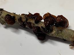 Attēlu rezultāti vaicājumam “Exidia recisa”