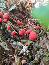 Attēlu rezultāti vaicājumam “Lycogala roseosporum spores”
