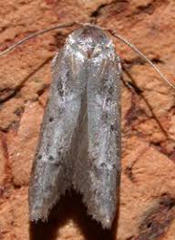 Attēlu rezultāti vaicājumam “Coleophoridae”