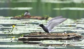 Attēlu rezultāti vaicājumam “Chlidonias niger eggs”