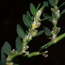 Attēlu rezultāti vaicājumam “Polygonum aviculare flower”