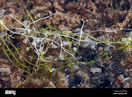 Attēlu rezultāti vaicājumam “Utricularia minor”