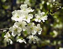 Attēlu rezultāti vaicājumam “Cerasus flower”