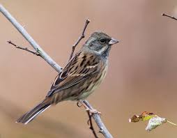 Image result for Emberiza spodocephala