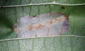 Attēlu rezultāti vaicājumam “Phyllonorycter nicellii”