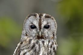 Image result for Strix aluco