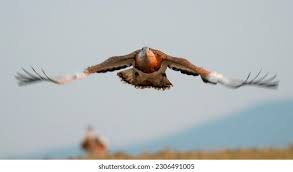 Image result for Otis tarda