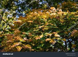 Attēlu rezultāti vaicājumam “Tilia amurensis”