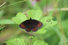 Attēlu rezultāti vaicājumam “Erebia aethiops upperside”