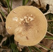 Attēlu rezultāti vaicājumam “Polyporus ciliatus”